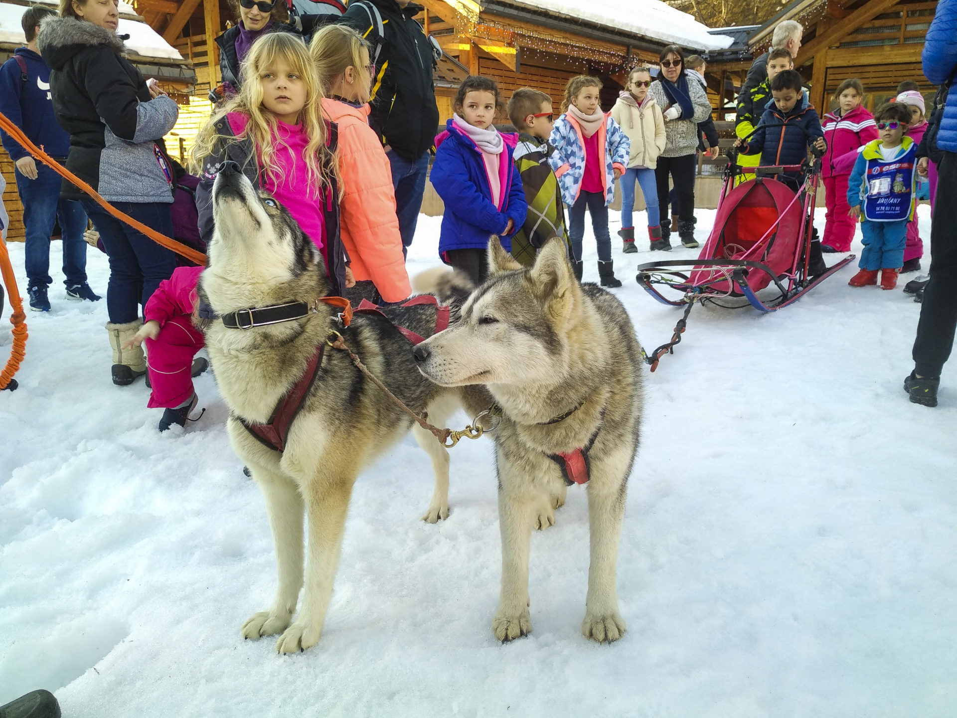 Chiens de traineaux - Vaujany Station Village - Séjour ski ...