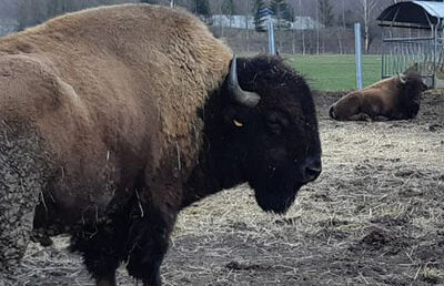 Visite de la ferme aux bisons