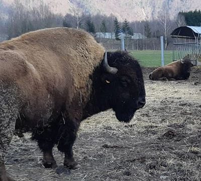 Visite de la ferme aux bisons