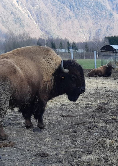 Visite de la ferme aux bisons